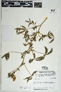 Tarenaya spinosa image