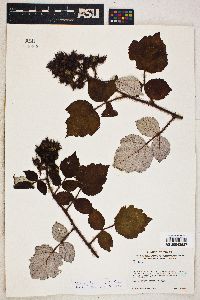 Rubus phoenicolasius image