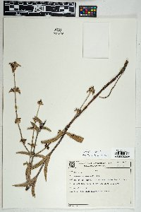 Planaltina capitata image