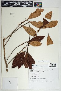 Myrsine leuconeura image