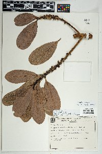 Myrsine guianensis image