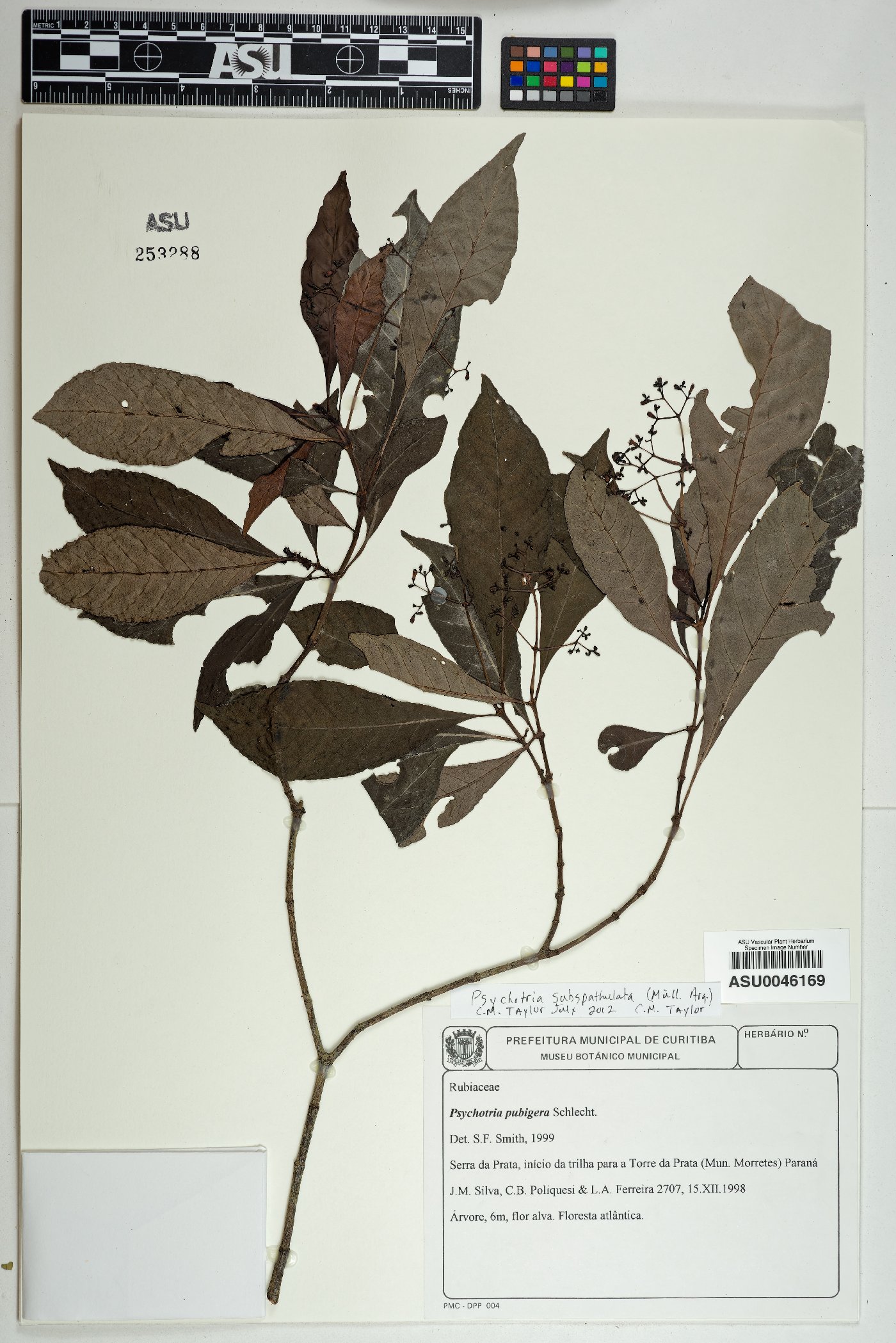 Psychotria subspathulata image