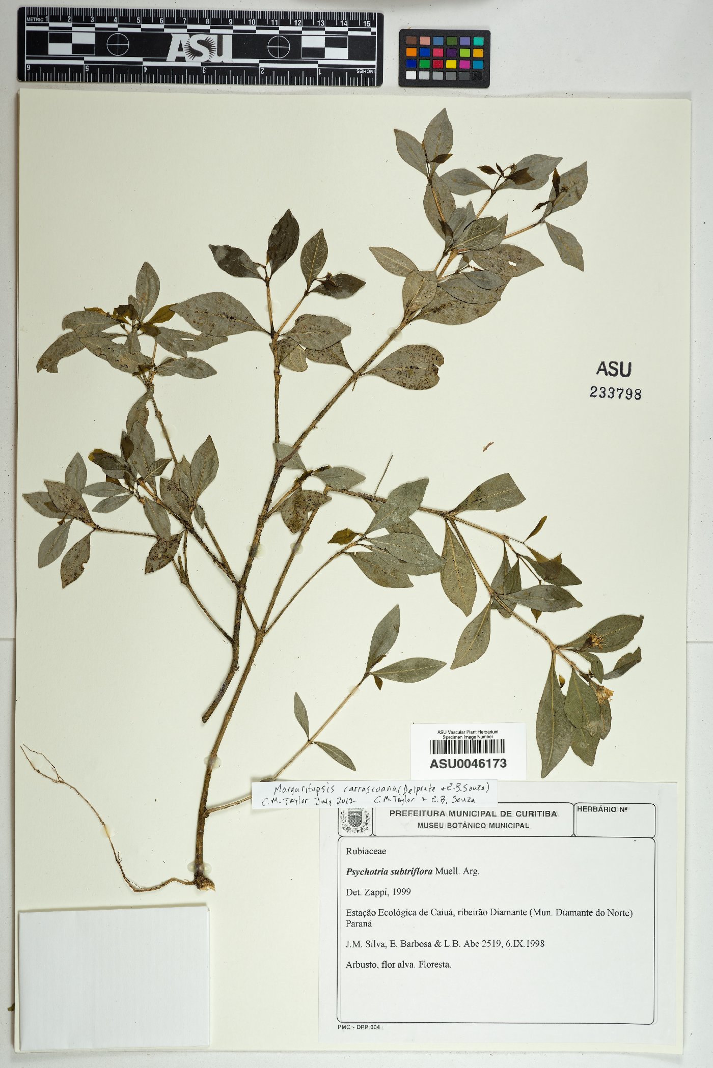 Margaritopsis carrascoana image