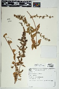 Image of Stemodia foliosa