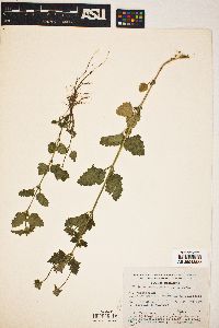 Verbena cameronensis image