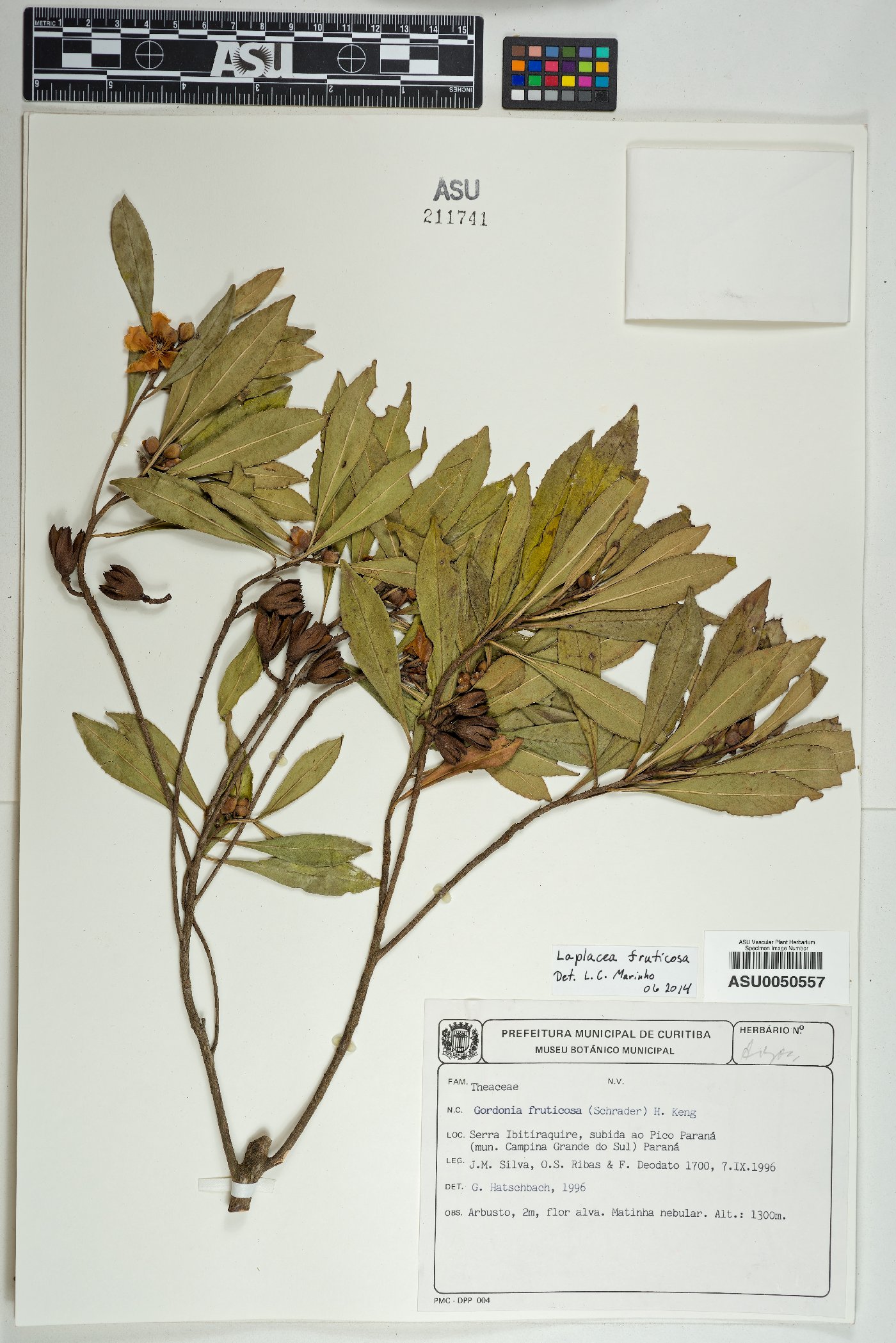 Gordonia fruticosa image