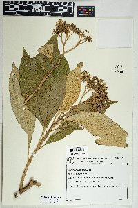 Solanum bullatum image