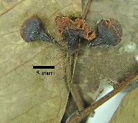 Psidium oblongatum image