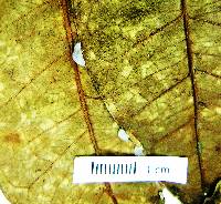 Psidium oblongatum image