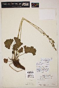 Heuchera inconstans image