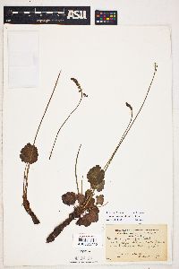 Heuchera parvifolia image