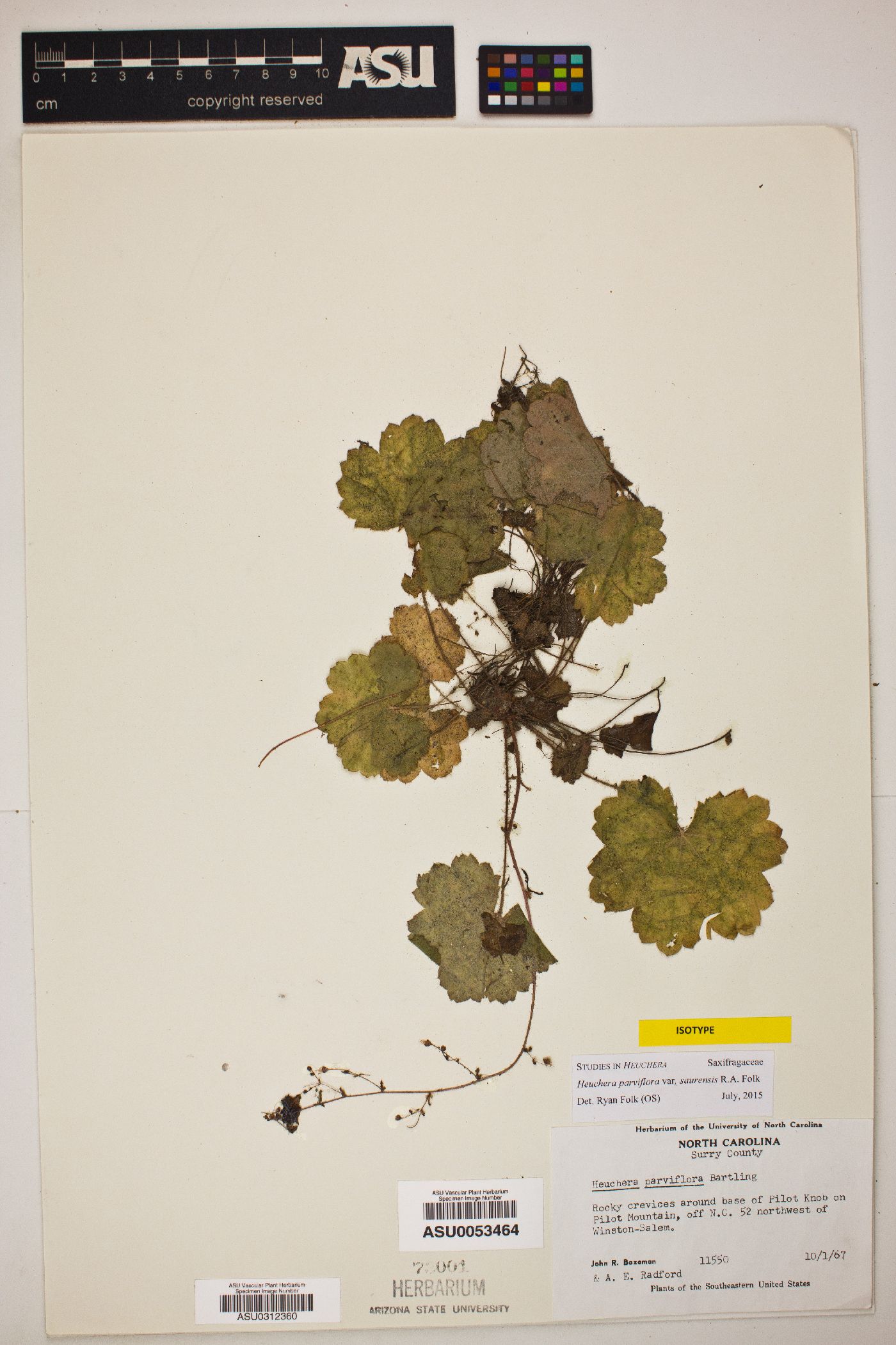 Heuchera parviflora image