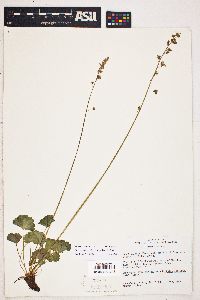 Heuchera parvifolia image