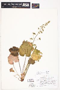 Heuchera parvifolia image