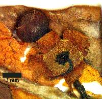 Psidium oblongatum image