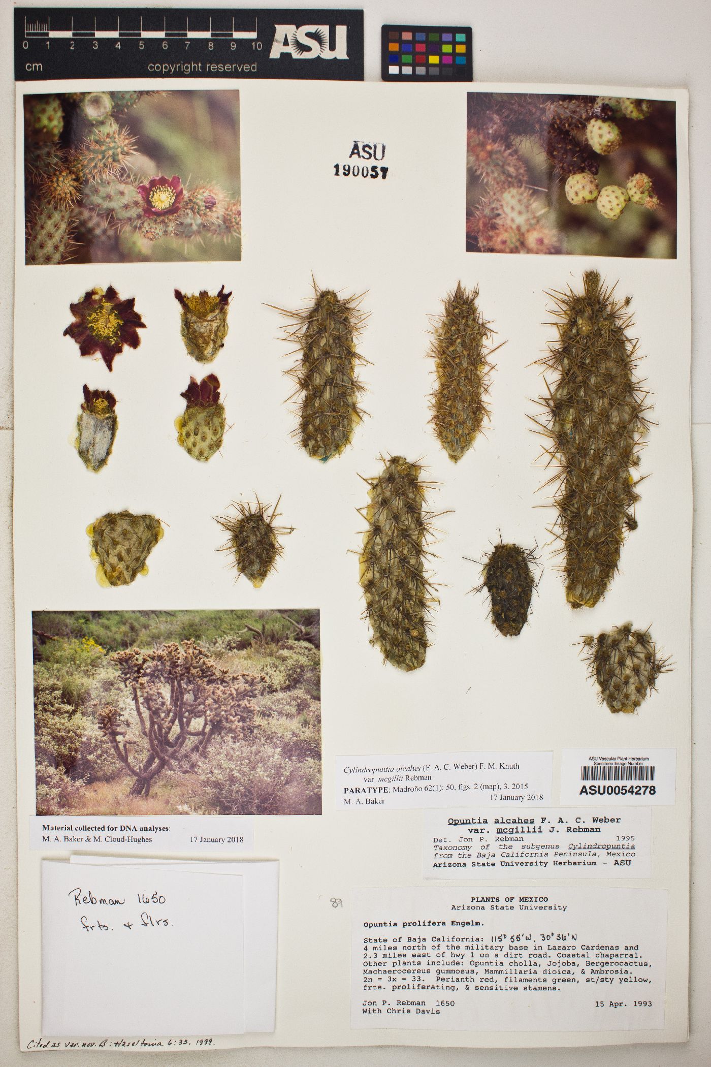 Cylindropuntia alcahes subsp. mcgillii image