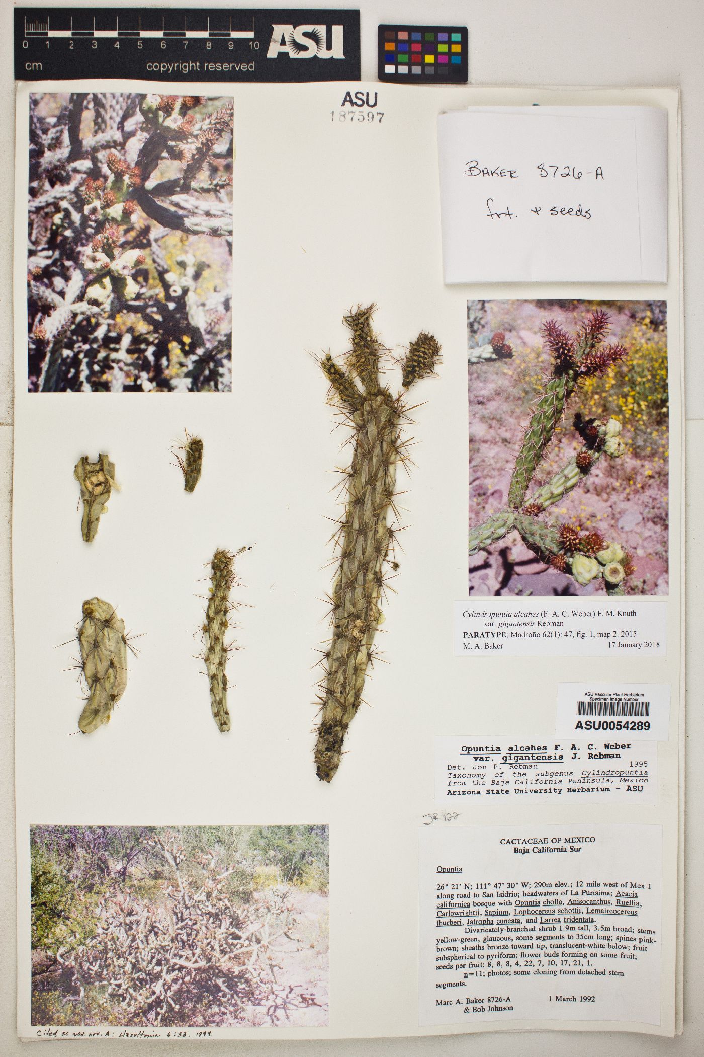 Cylindropuntia alcahes subsp. gigantensis image