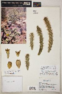 Cylindropuntia alcahes subsp. gigantensis image
