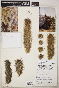 Cylindropuntia ganderi image