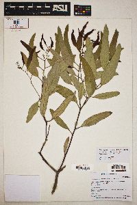 Eucalyptus microtheca image