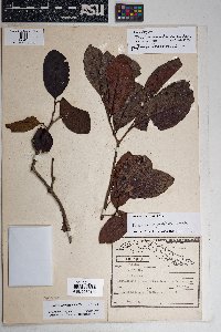 Psidium urquiolanum image