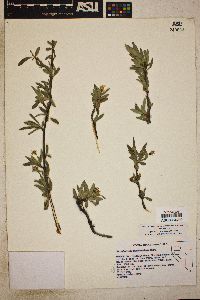 Peraphyllum ramosissimum image