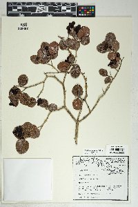 Psidium rotundatum image