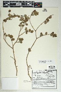 Psidium nummularia image