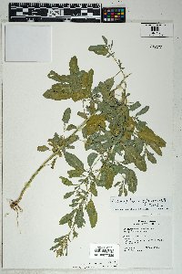 Chenopodium berlandieri image