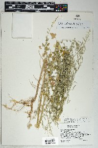 Chenopodium neomexicanum image