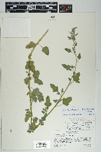 Chenopodium berlandieri image