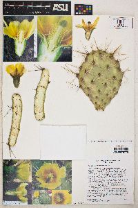 Opuntia x charlestonensis image