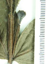 Psidium ratterianum image