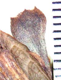 Psidium ratterianum image