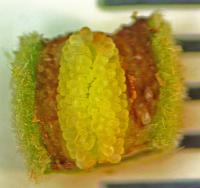 Psidium guineense image