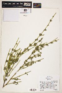 Ephedra viridis image