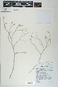 Stephanomeria pauciflora image