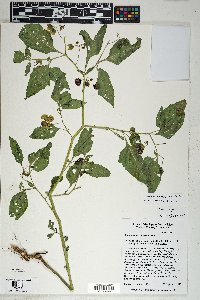 Solanum americanum image