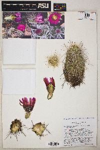 Echinocereus engelmannii subsp. engelmannii image