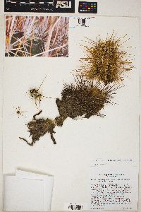 Echinocereus engelmannii var. acicularis image