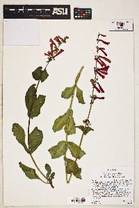 Penstemon eatonii image