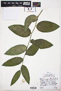 Maianthemum racemosum subsp. amplexicaule image