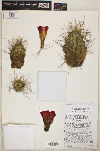 Echinocereus mojavensis image