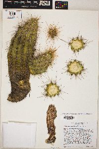 Echinocereus coccineus subsp. santaritensis image