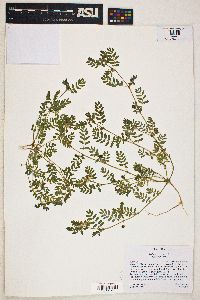 Tribulus terrestris image