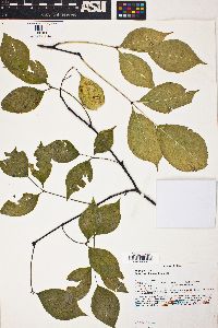 Staphylea trifolia image