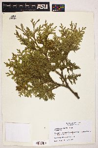 Chamaecyparis thyoides image