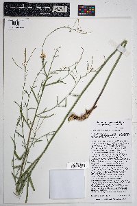 Hesperidanthus linearifolius image