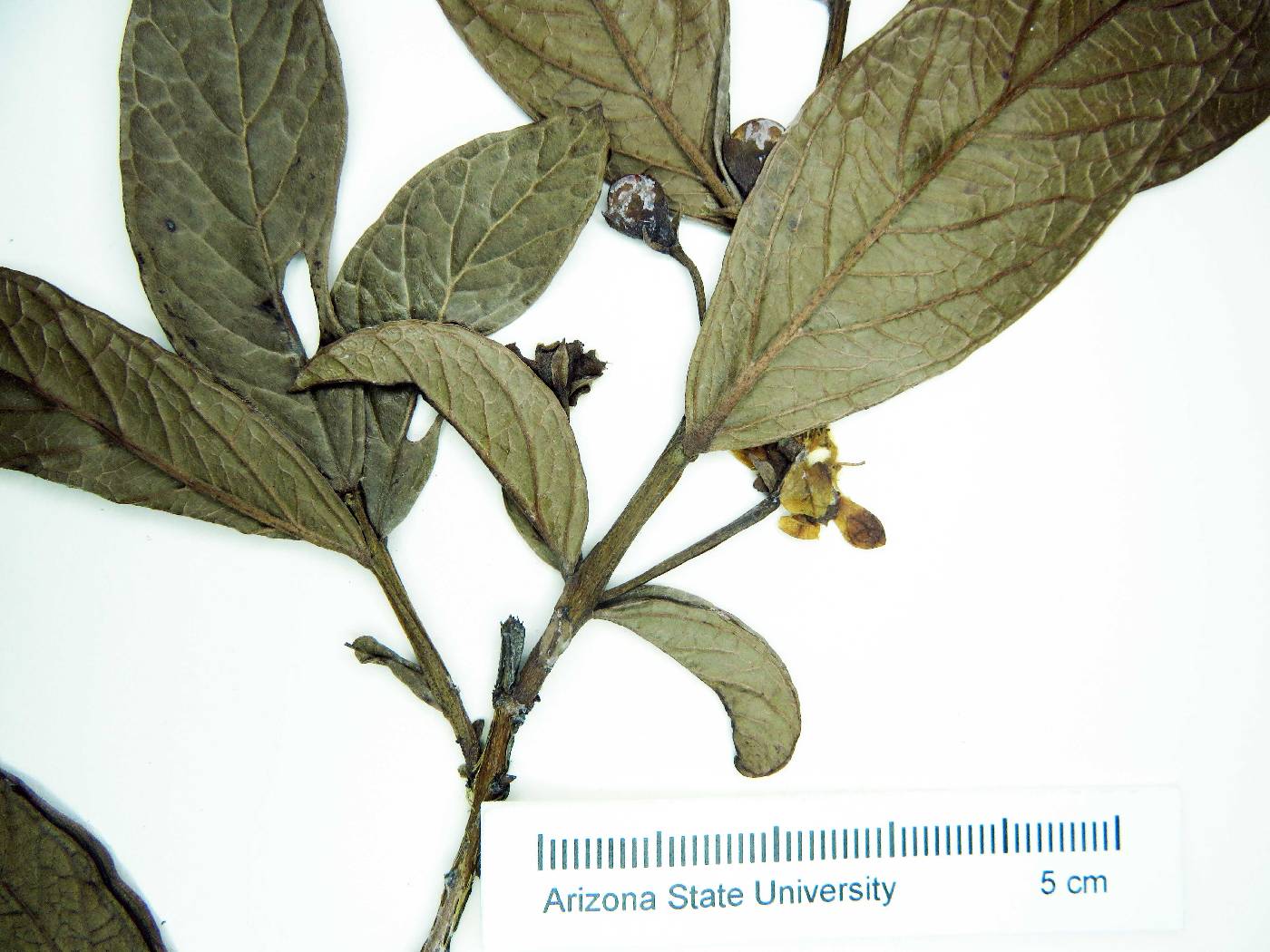 Psidium ratterianum image