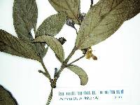 Media resource of Psidium ratterianum